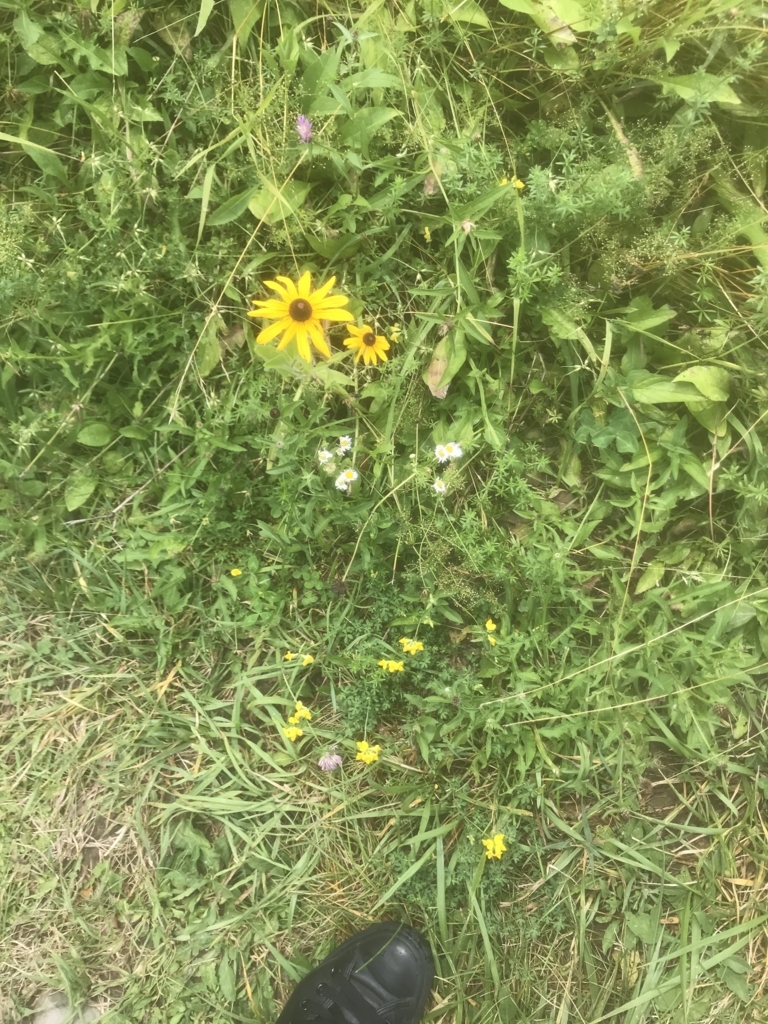 f:id:miyachoco:20180826123550j:plain