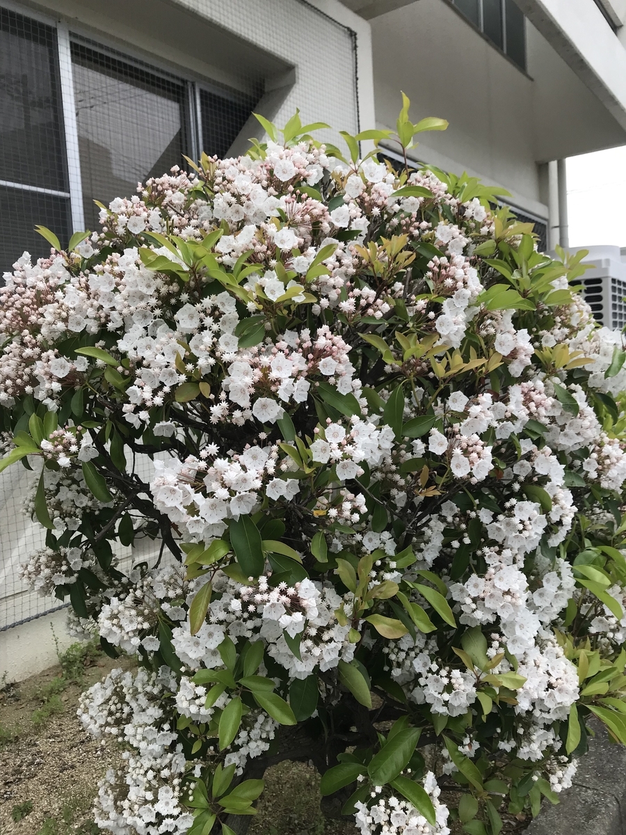 f:id:miyagawa-gyousei:20190516091237j:plain f:id:miyagawa-gyousei:20190516091237j:plain
