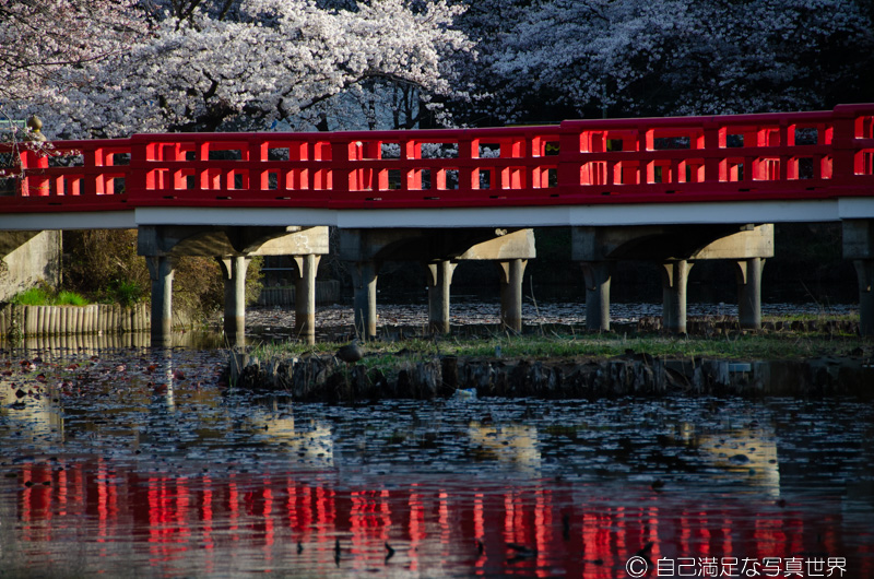 桜のある景色・岩槻城址公園の赤い橋を現像してみる - 自己満足な写真世界