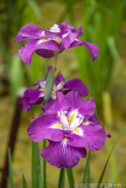 花菖蒲の紫色がスマホでは赤紫色に見える 自己満足な写真世界