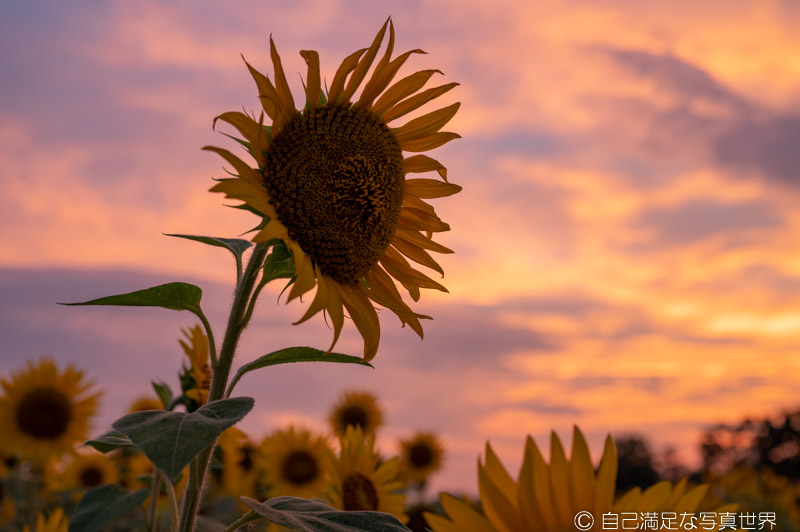 レトロ・激レア】SANRIO サマー ウサハナ・日焼けバージョン