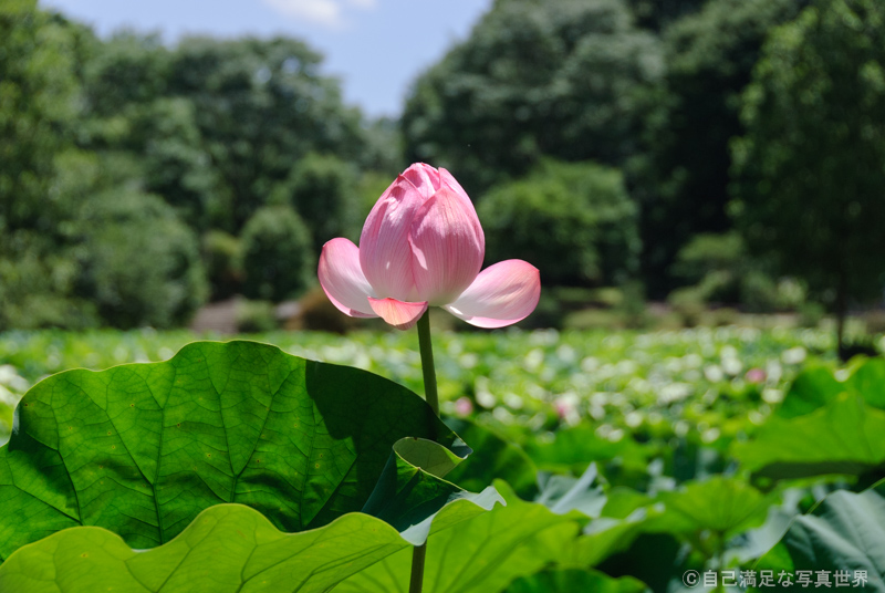 中古】 まぼろしの花がさいた 二千年まえのハスを開花させた大賀