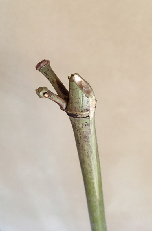 頂いた手作りの「矢筈」を使った〜!(^^)! - 日暮日記