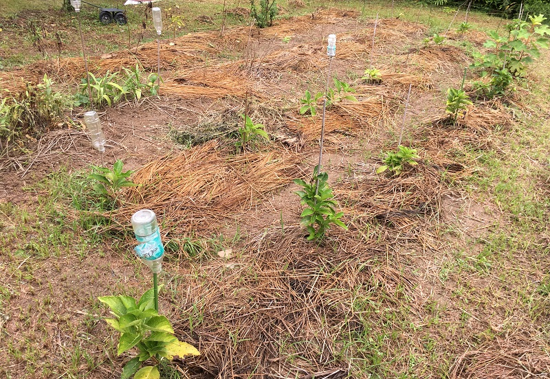 f:id:miyakebito:20170826165238j:image:w360:right