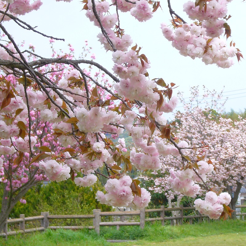 f:id:miyakebito:20180413211356j:image:w400 f:id:miyakebito:20180413211356j:image:w400