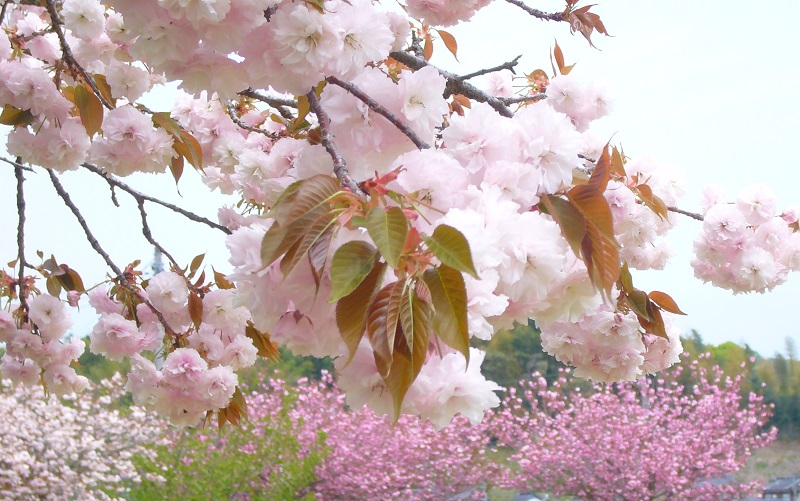 f:id:miyakebito:20180413211429j:image:w400 f:id:miyakebito:20180413211429j:image:w400