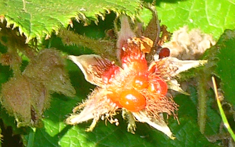 f:id:miyakebito:20181013122436j:image:w180