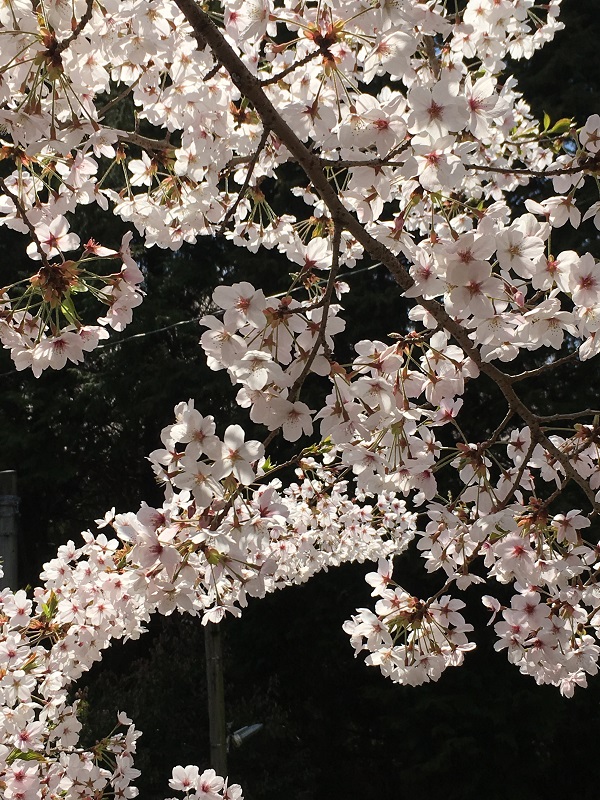 f:id:miyakebito:20190407220708j:image:w300