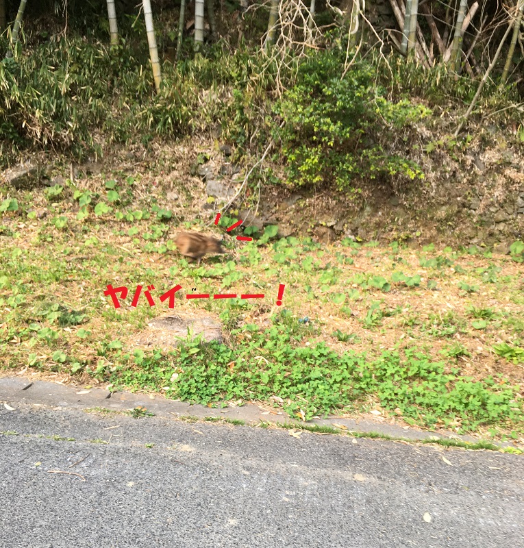 f:id:miyakebito:20190407221358j:plain:w300