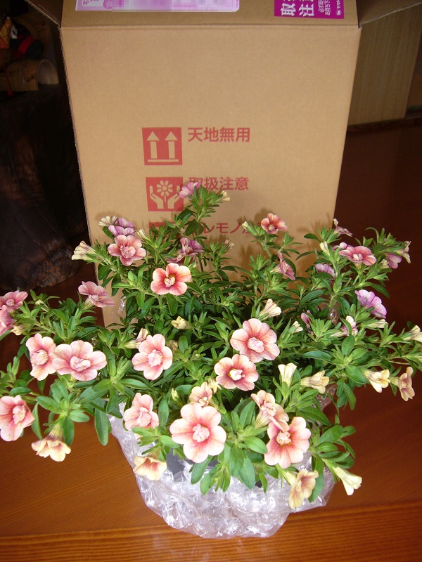 f:id:miyakebito:20190513082057j:plain:h300 f:id:miyakebito:20190513082057j:plain:h300