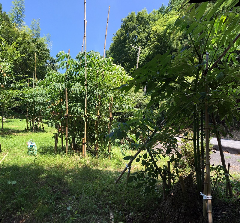 f:id:miyakebito:20190706151921j:plain:w380 f:id:miyakebito:20190706151921j:plain:w380