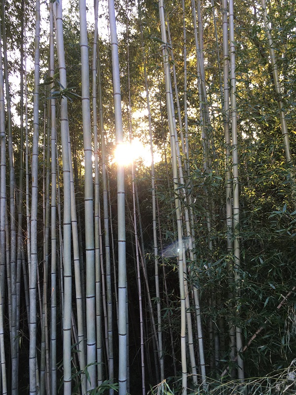 f:id:miyakebito:20191004210342j:image:w280