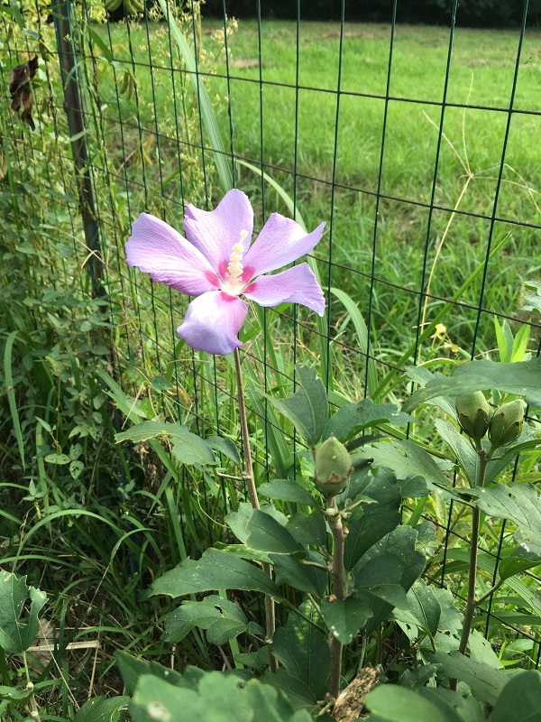 f:id:miyakebito:20191006215630j:plain:h230