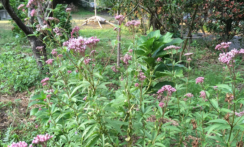 f:id:miyakebito:20191006220033j:plain:w380