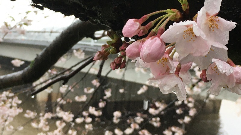 f:id:miyakebito:20210328184326j:plain
