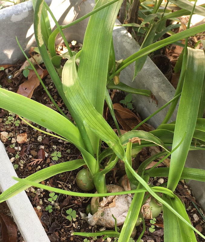 トックリランに似た植物に花が咲いていた 日暮日記