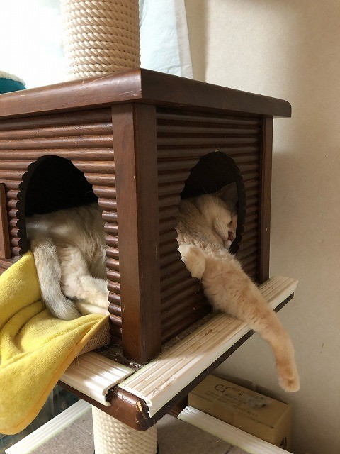 f:id:miyakichi:20210822185040j:plain