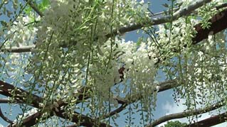 f:id:miyako2226:20110508230818j:image