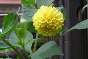 f:id:miyako2226:20110621212944j:image