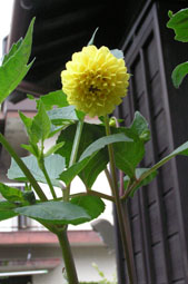 f:id:miyako2226:20110621212945j:image