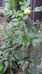 f:id:miyako2226:20110621224229j:image:left