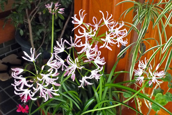 f:id:miyako2226:20111206171238j:image:w360