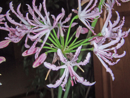 f:id:miyako2226:20111206173808j:image:w360