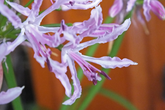 f:id:miyako2226:20111206175224j:image:w360