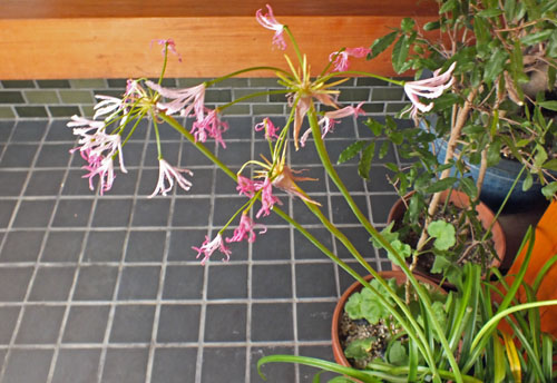 f:id:miyako2226:20120116165510j:image:w360