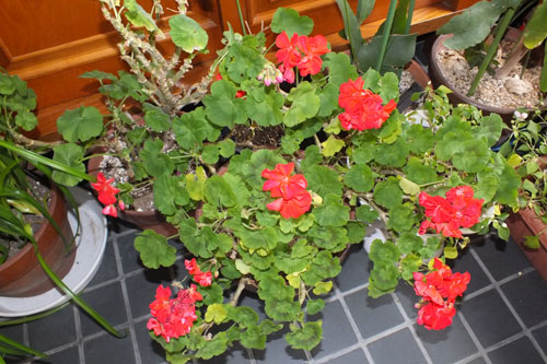 f:id:miyako2226:20120116171110j:image:w360