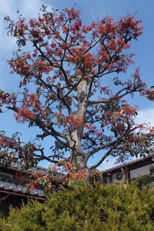 f:id:miyako2226:20120211124247j:image:w360
