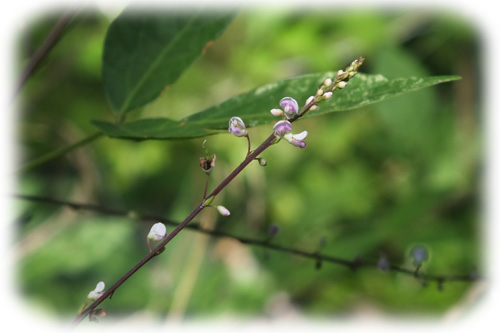 f:id:miyako2226:20120804000105j:image:w450