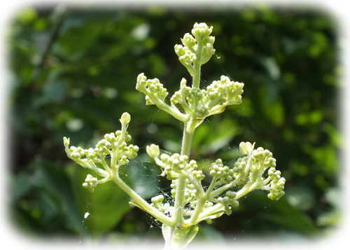 f:id:miyako2226:20120804000227j:image:w450