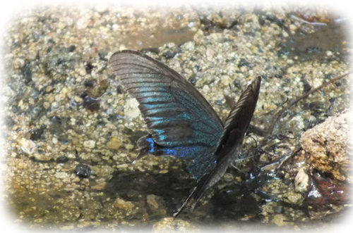 f:id:miyako2226:20120804005833j:image:w450