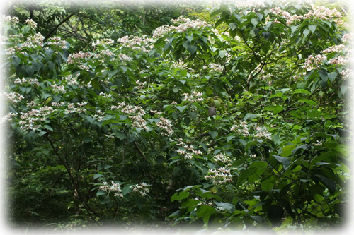 f:id:miyako2226:20120810231617j:image:w450