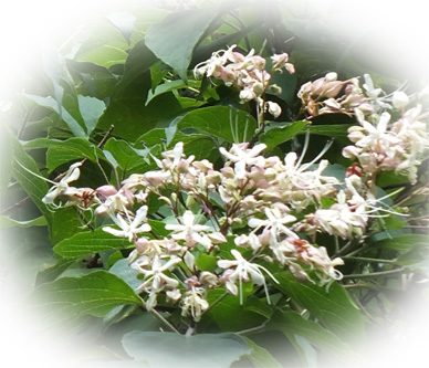 f:id:miyako2226:20120810231705j:image:w450