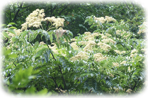 f:id:miyako2226:20120810232115j:image:w450