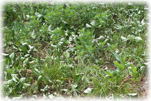 f:id:miyako2226:20120810234150j:image:w450