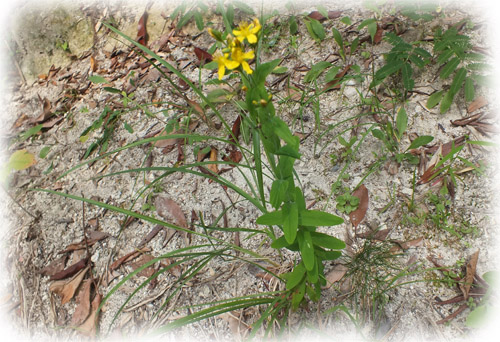 f:id:miyako2226:20120811002544j:image:w450