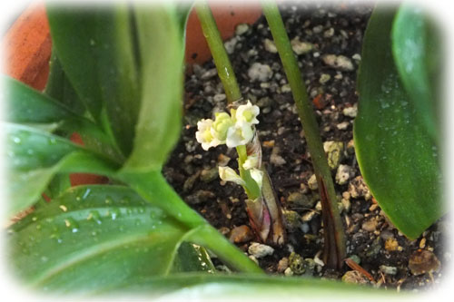 f:id:miyako2226:20120825103458j:image:w500