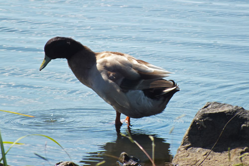 f:id:miyako2226:20121024110917j:image:w220