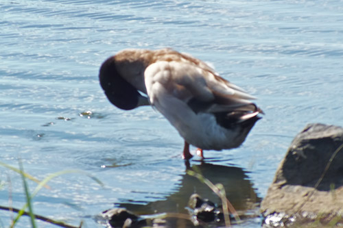 f:id:miyako2226:20121024110919j:image:w220