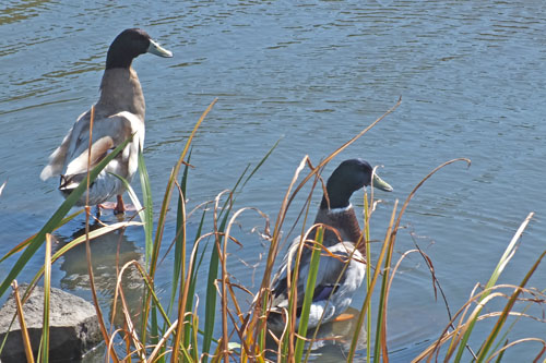 f:id:miyako2226:20121024111907j:image:w450