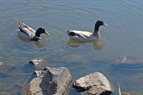 f:id:miyako2226:20121024112437j:image:w450