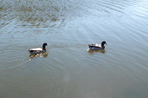 f:id:miyako2226:20121024114742j:image:w450