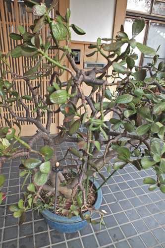 金の成る木 〜成金草 花月〜 - みやこわすれ日記