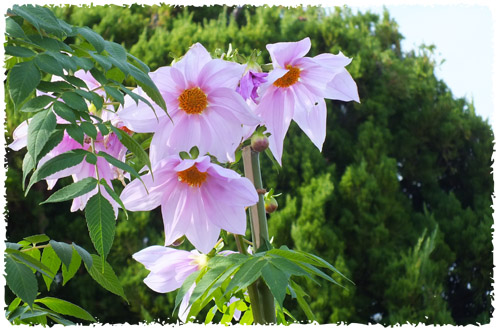 f:id:miyako2226:20121203003620j:image:w450