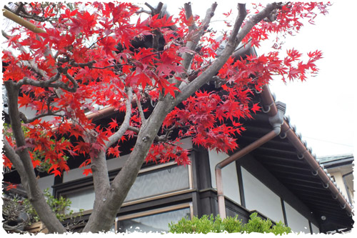 f:id:miyako2226:20121204154520j:image:w450