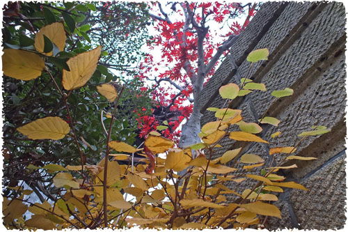 f:id:miyako2226:20121204154551j:image:w450