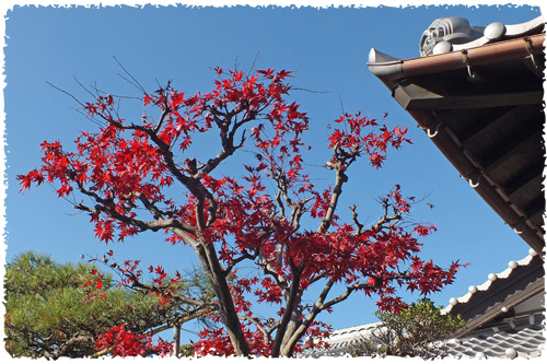 f:id:miyako2226:20121204161131j:image:w450